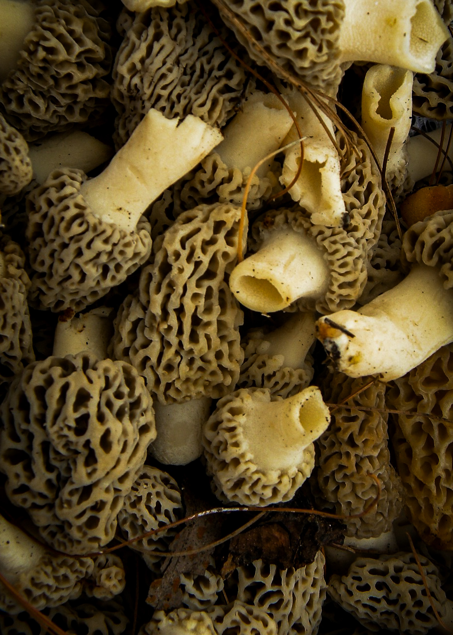 mushrooms-1053367_1280-2